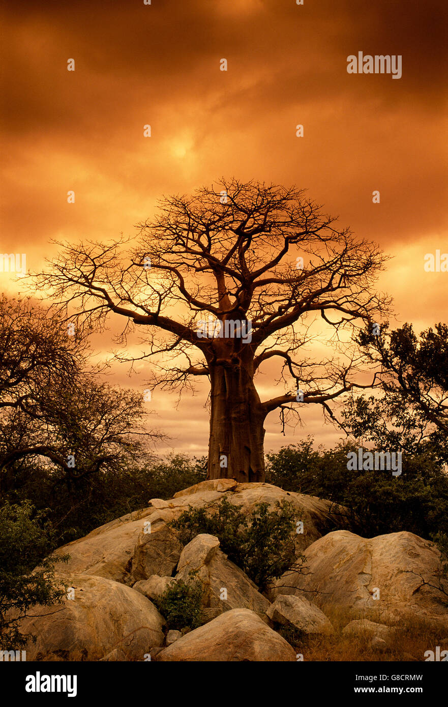 Baobab sotto golden orange cielo nuvoloso, Sud Africa. Foto Stock
