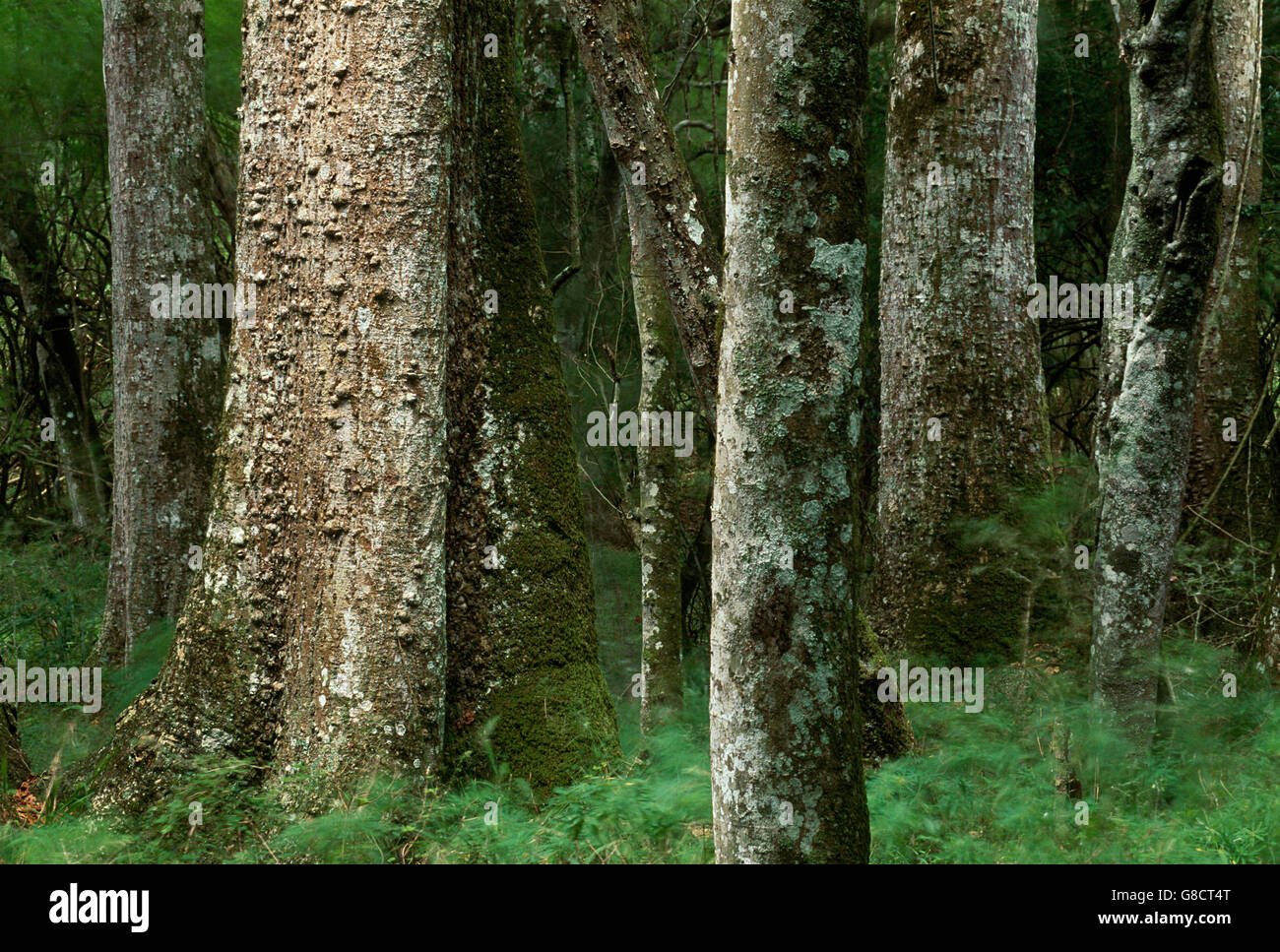 Foresta indigena, Woody/boschi, Western Cape, Sud Africa. Foto Stock