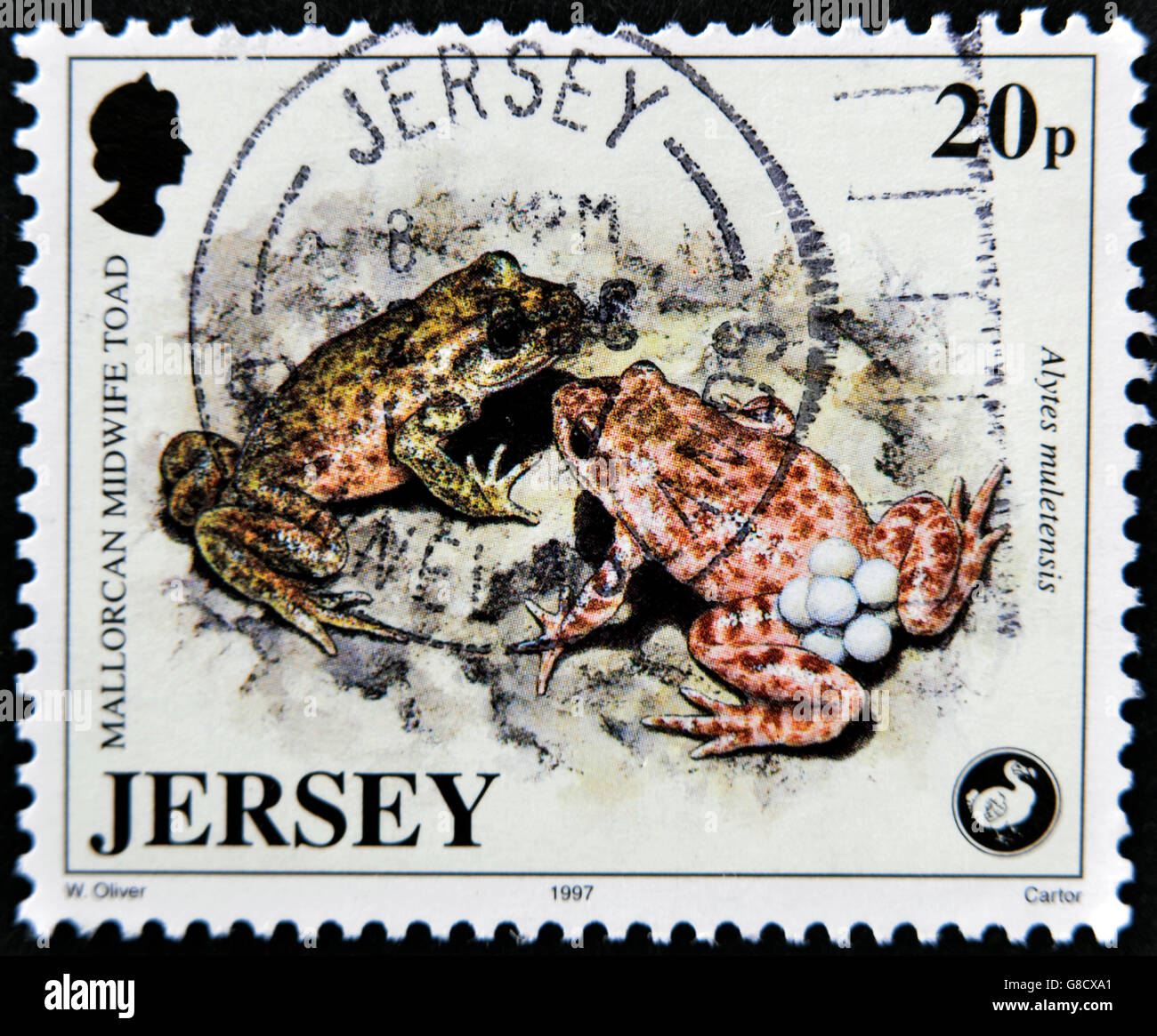 JERSEY - circa 1997: un timbro stampato in Jersey mostra mallorcan ostetrica toad, alytes muletensis, circa 1997 Foto Stock