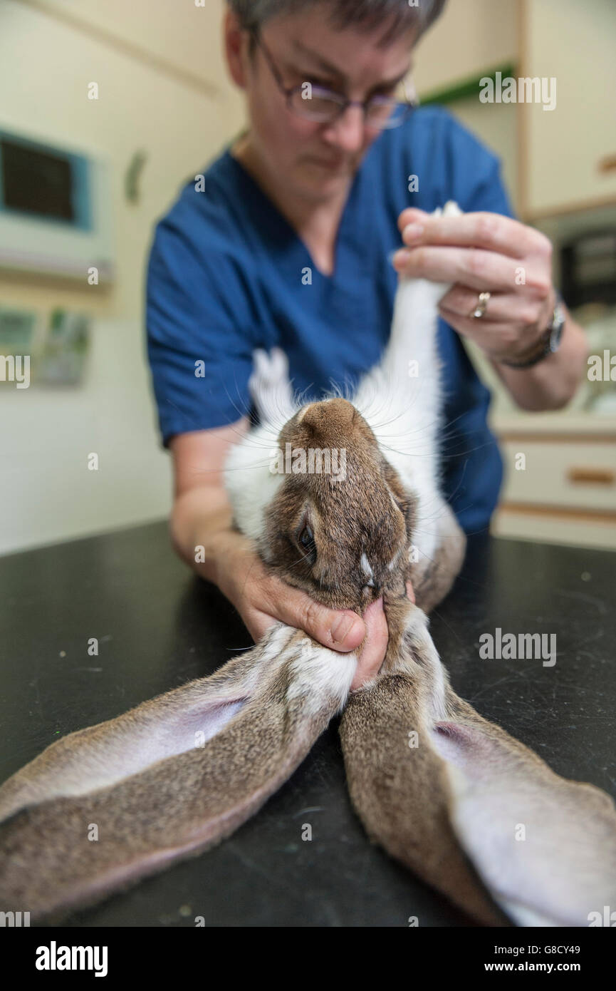 Veterinario ispezione di un coniglio. Inghilterra Foto Stock