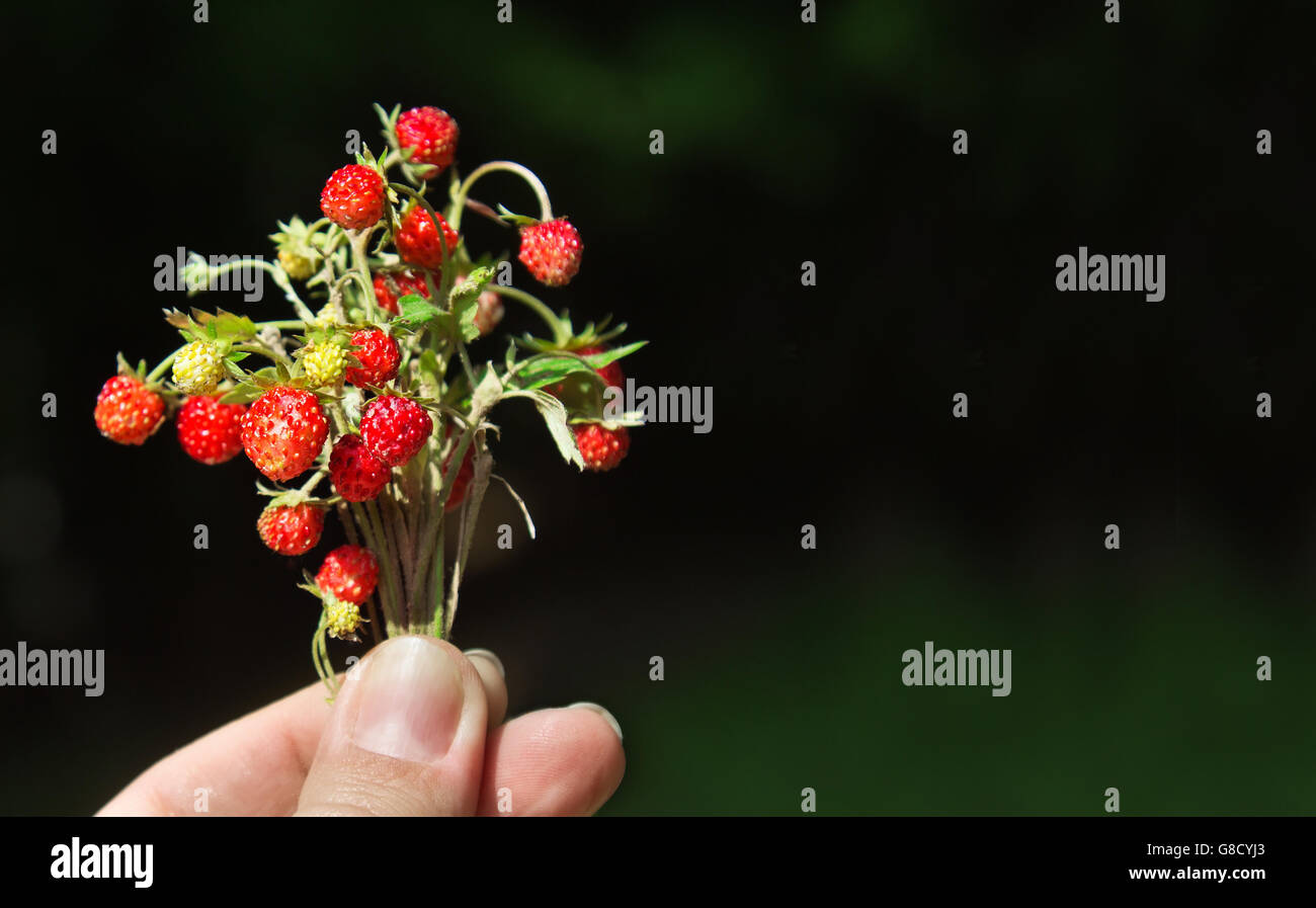Mazzetto di fragole nella donna la mano della scena estiva. Con spazio per il testo. Foto Stock