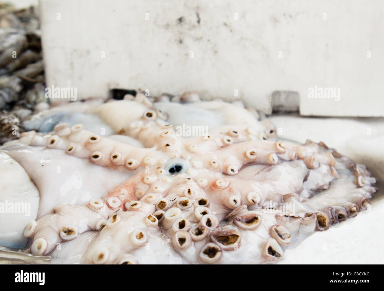 Il polpo fresco e frutti di mare a street mercato del pesce Foto Stock