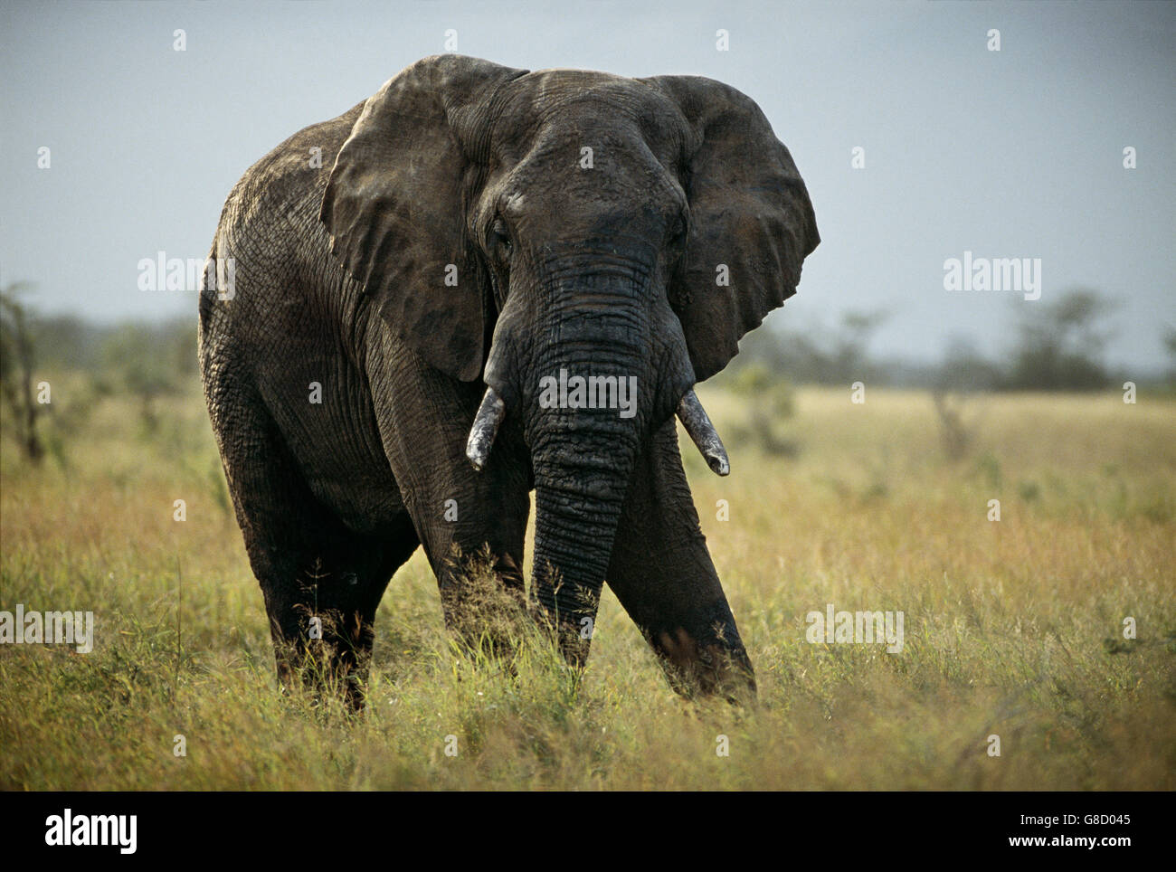 Bush africano elefante nella savana, (Loxodonta africana), Kruger National Park; Sud Africa. Art. Foto Stock