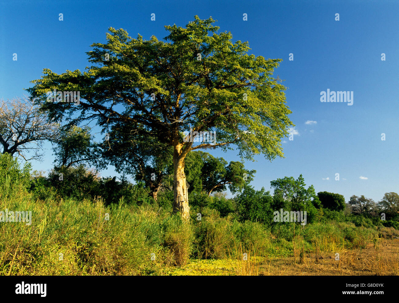 Fig Tree, Lowveld scena, Sud Africa. Foto Stock