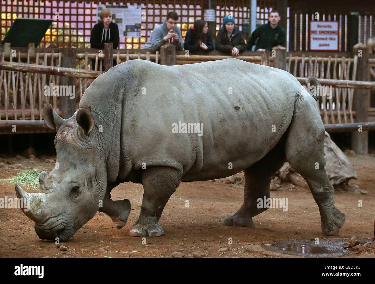 Tswane il rinoceronte bianco del sud arriva al Blair Drummond Safari Park vicino Stirling in Scozia, si unirà a Graham, Dot e Bruce come parte del programma europeo di allevamento delle specie minacciate di estinzione. Il trasferimento, supponendo che si riprodicherà con successo con Graham, è quello di aumentare la diversità genetica all'interno della popolazione di assicurazione captive. Foto Stock