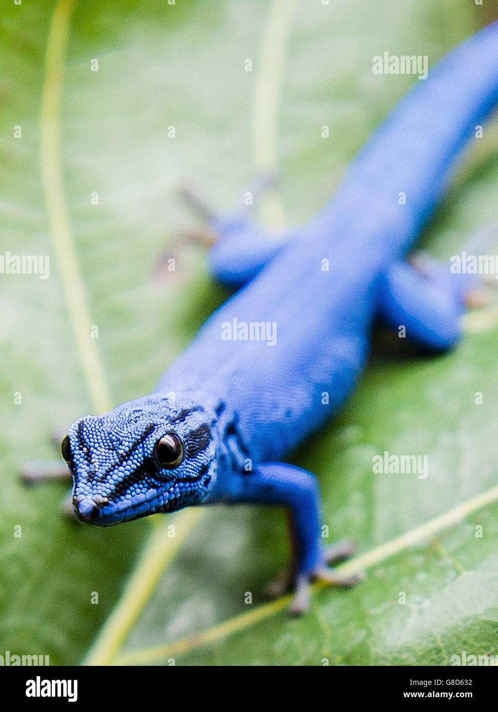 Electric blue gecko immagini e fotografie stock ad alta risoluzione Alamy