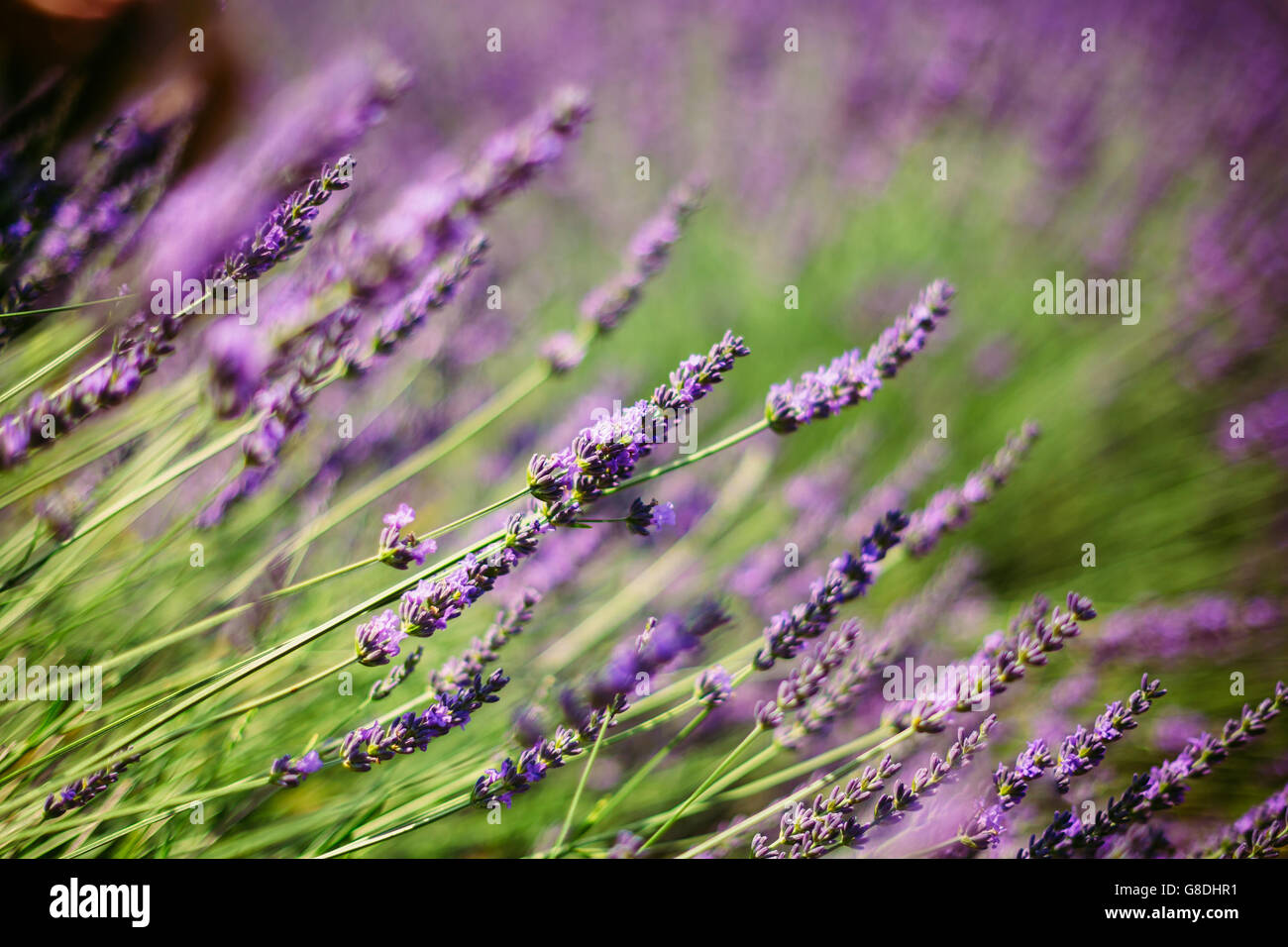 Fioritura viola luminoso fiori di lavanda in Provenza, Francia. Durante la stagione estiva. Close up. Foto Stock