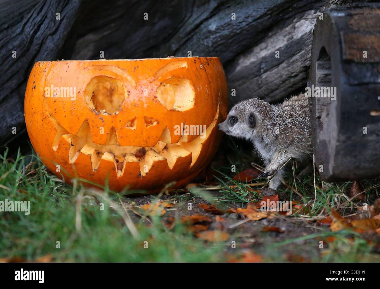 I custodi del Blair Drummond Safari Park hanno messo le zucche piene di arricchimento nella sezione Meerkat al Blair Drummond Safari Park prima della loro finale di Halloween nel fine settimana. Foto Stock