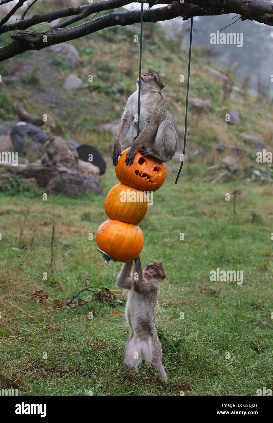 I custodi del Blair Drummond Safari Park hanno messo le zucche piene di arricchimento nella sezione Macaque Drive Through al Blair Drummond Safari Park prima della loro finale di Halloween nel fine settimana. Foto Stock