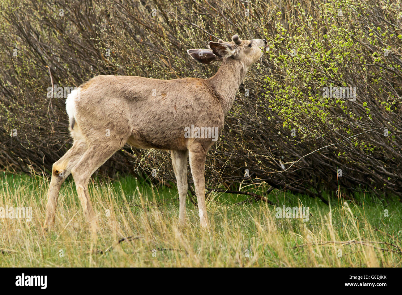 Rocky Mountain Mule Deer in Colorado Foto Stock