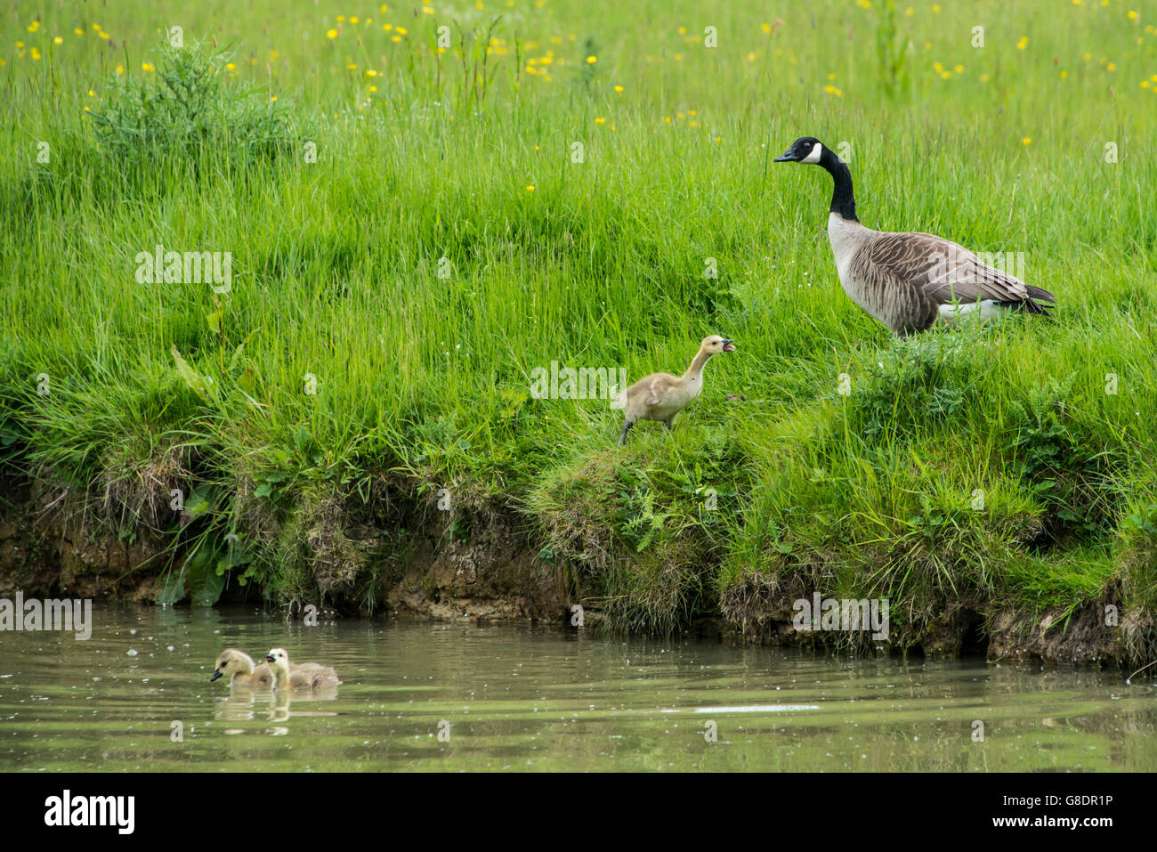 Un Canada Goose gosling (Branta canadensis) clacson sulla banca del Kennet & Avon canal con un adulto goose Foto Stock