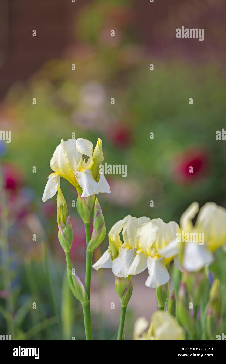 Giallo pallido iride fiori. Foto Stock