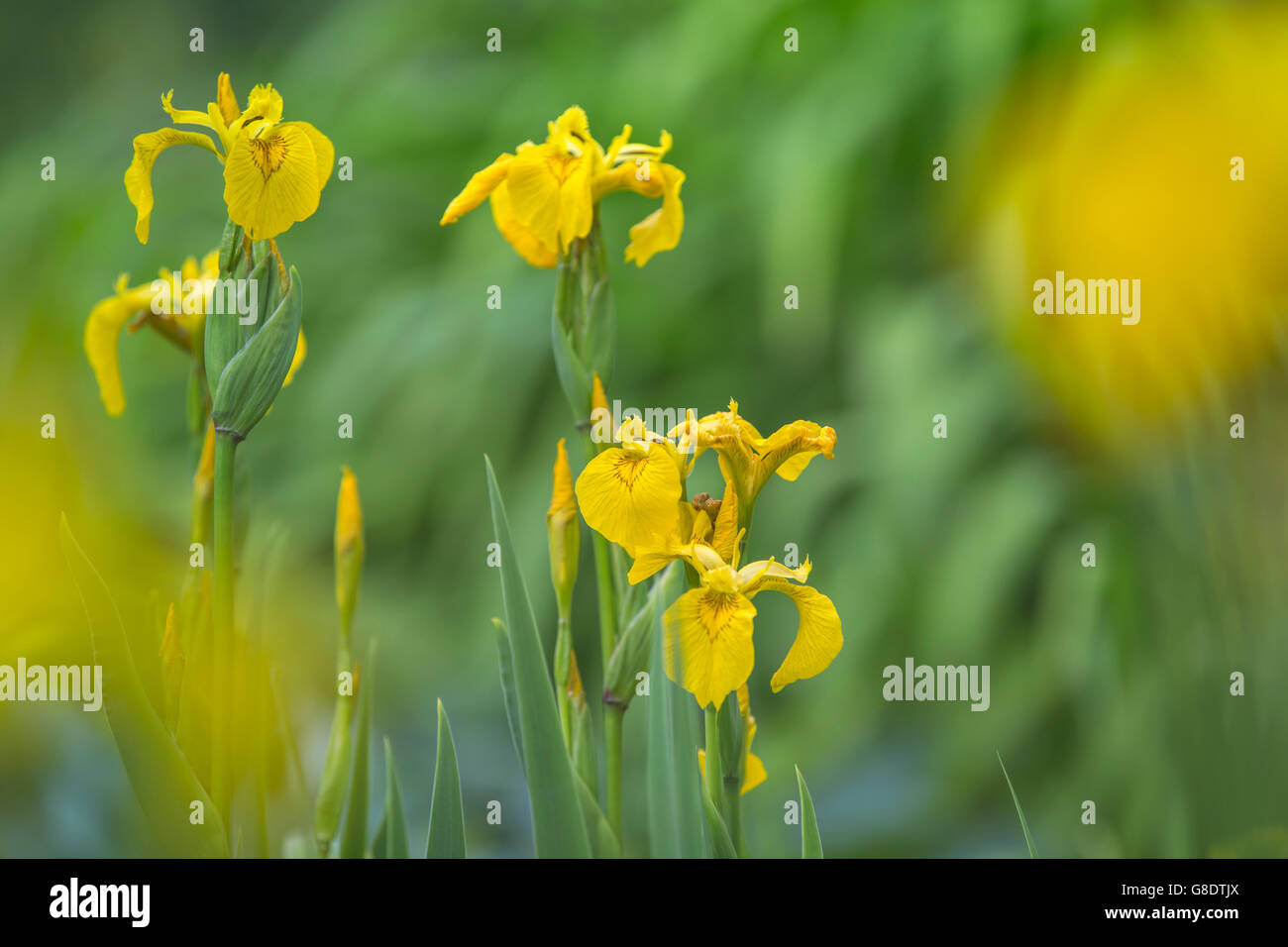 Iris gialla fiore in un giardino cottage in Galles. Foto Stock
