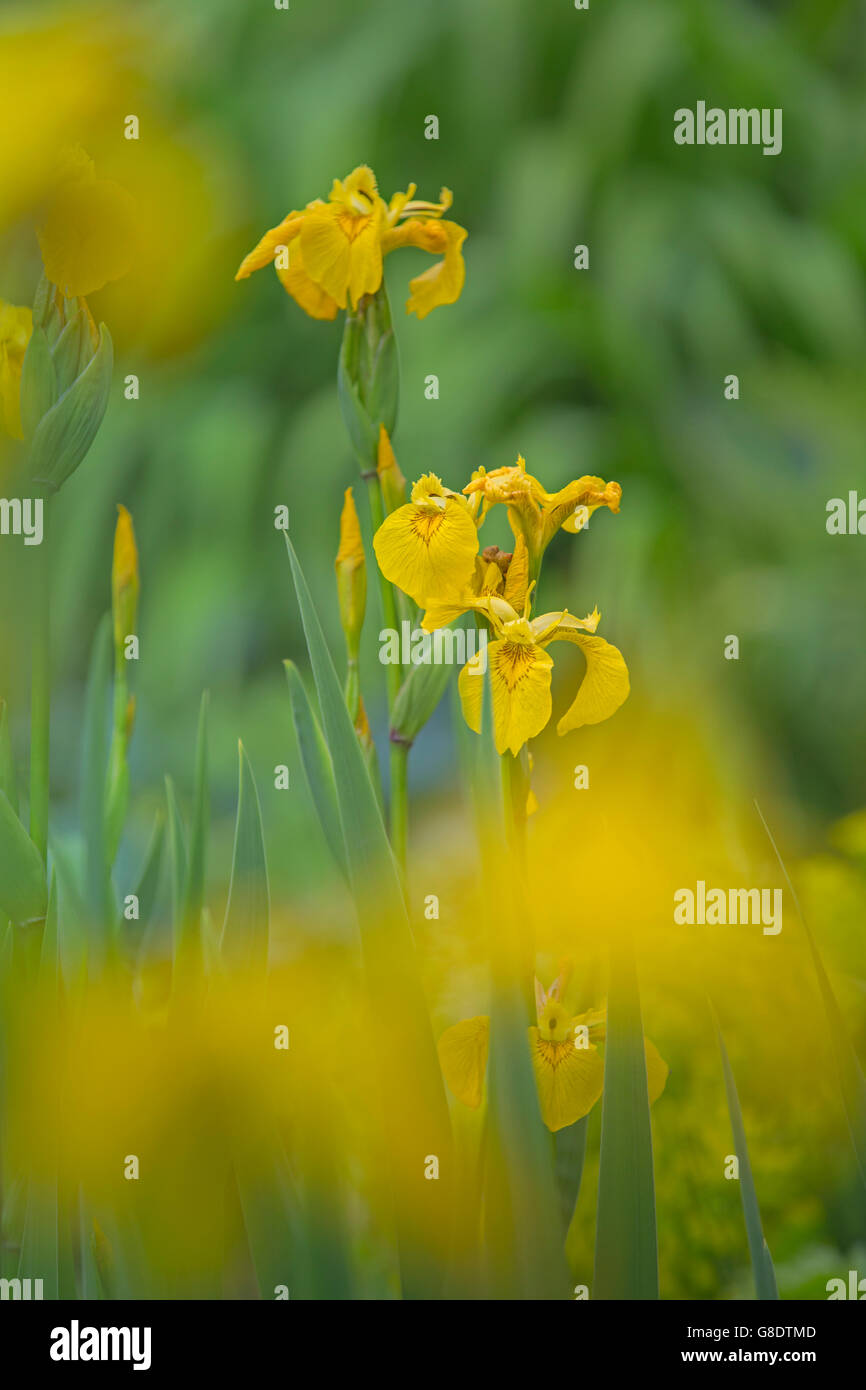 Iris gialla fiore in un giardino cottage in Galles. Foto Stock