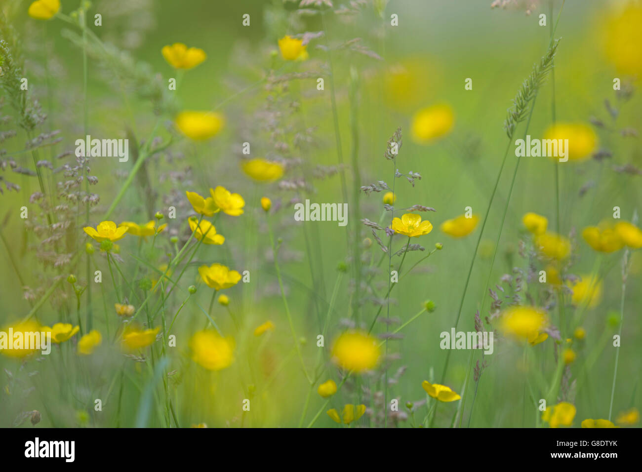 Renoncules e prato graminacee. Foto Stock
