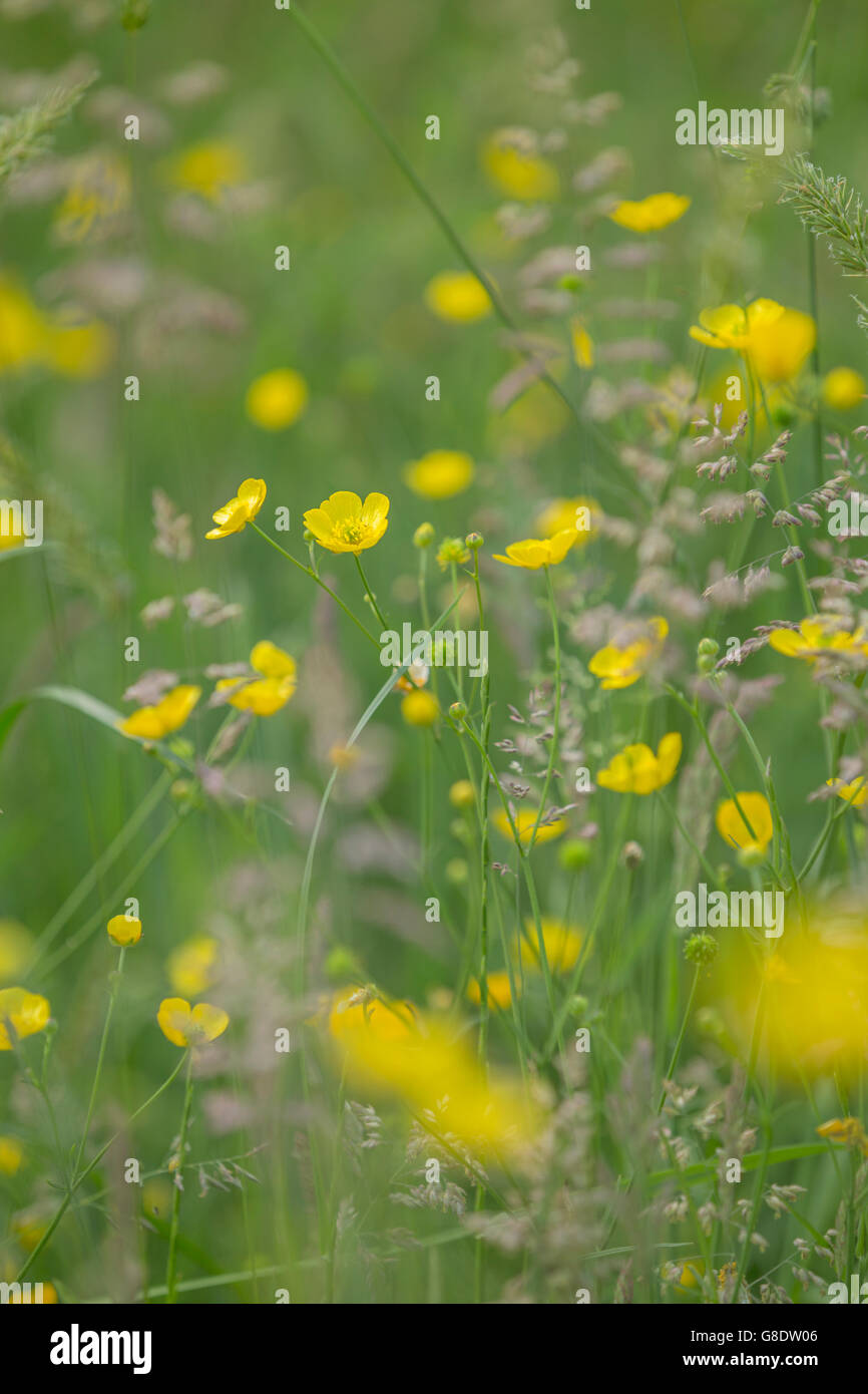 Renoncules e prato graminacee. Foto Stock