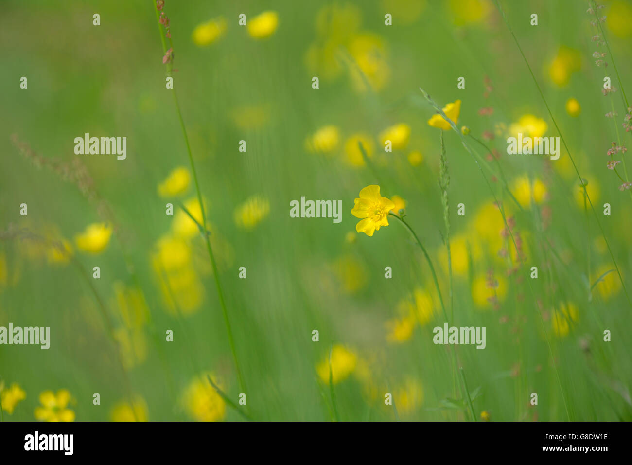 Renoncules e prato graminacee. Foto Stock