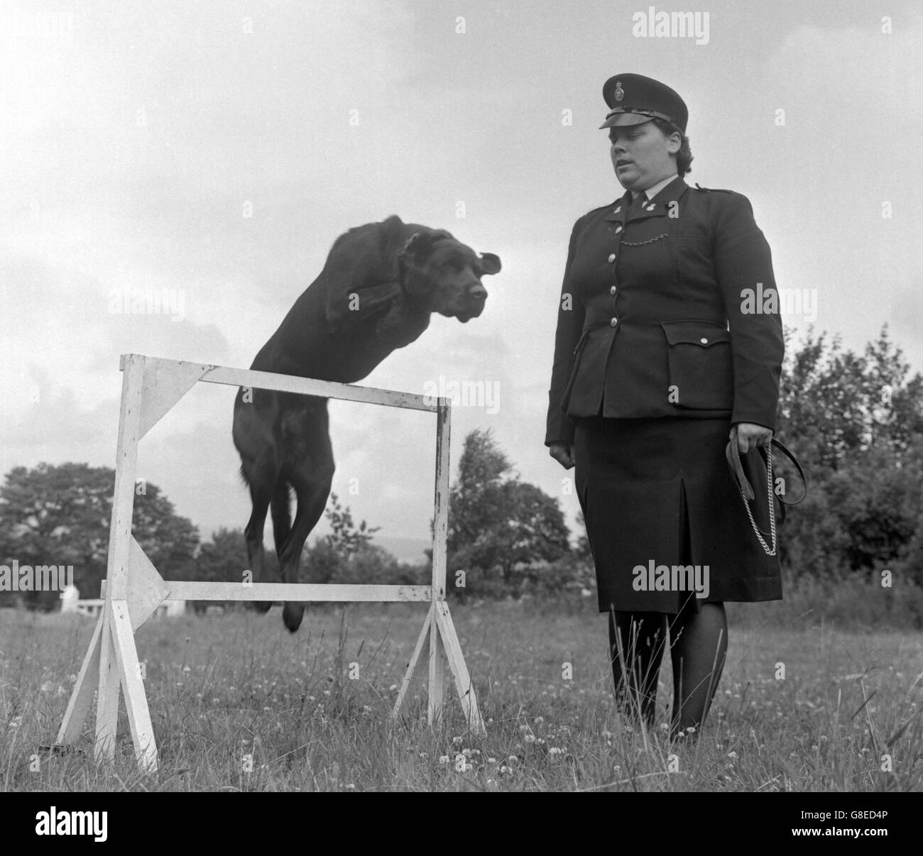 Maureen Henderson, ha detto di essere il primo gestore del cane della polizia britannica, guarda Adam cane della polizia capannone, un Labrador di 19 mesi, andando oltre salti di pratica alla scuola di addestramento della polizia, Harperley Hall, contea di Durham. Foto Stock