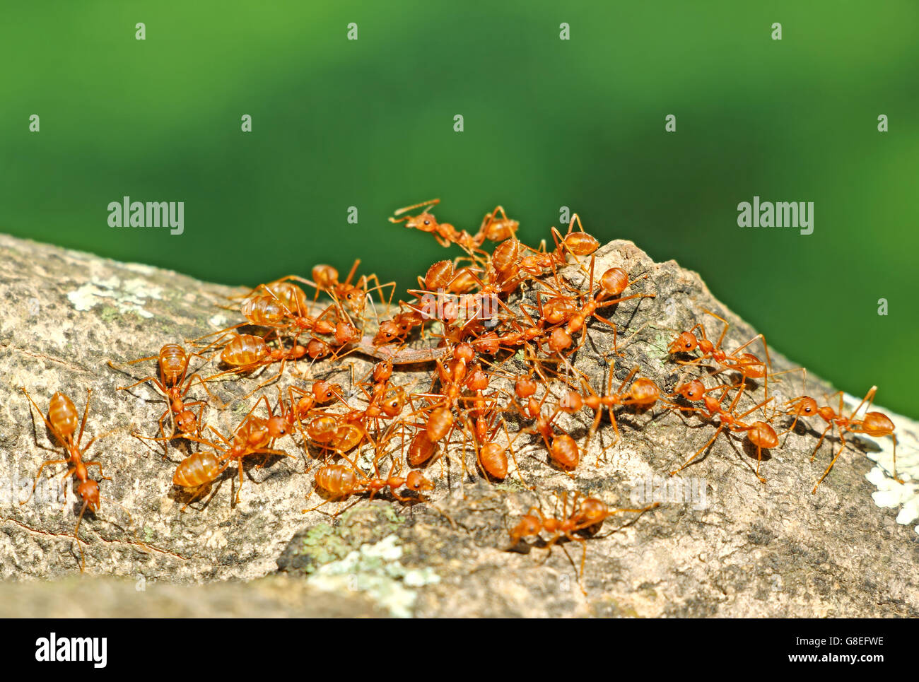 Gruppo di tessitore formiche che trasportano il loro cibo home, il lavoro di squadra in natura Foto Stock