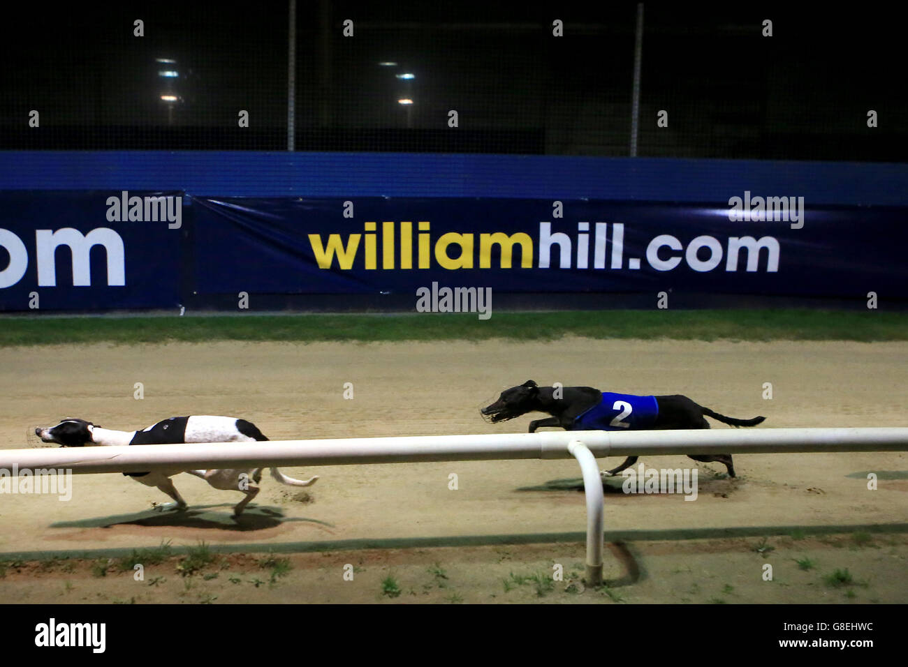 Greyhound Racing - William Hill St Leger - Stadio Wimbledon Greyhound. Una vista generale delle corse Greyhound e della segnaletica di marca William Hill al Wimbledon Greyhound Stadium. Foto Stock