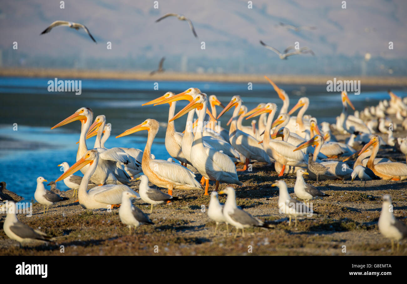 Pellicani e gabbiani sull argine; Alviso, CA Foto Stock