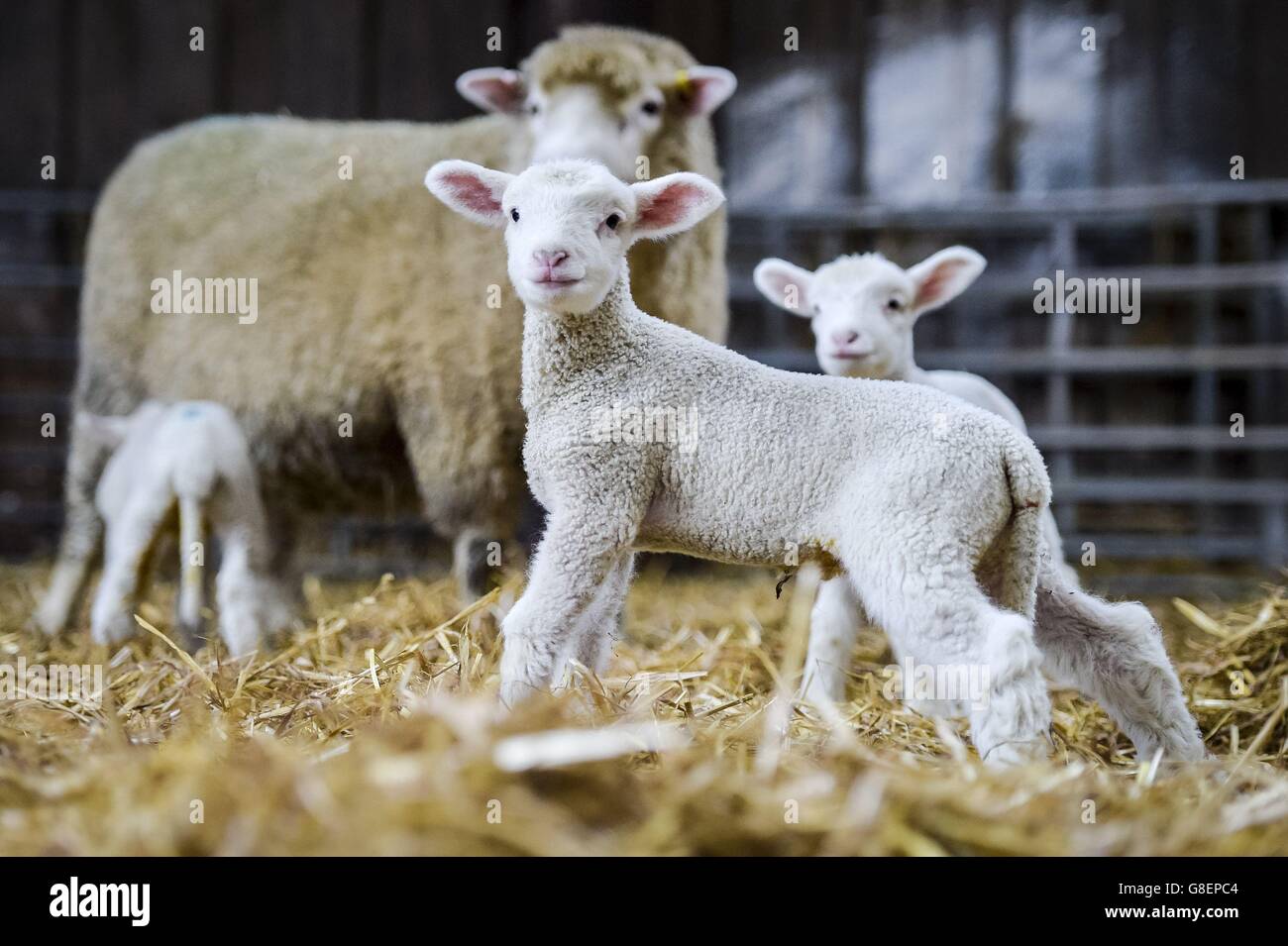 Una settimana fa agnello è in allerme come neonato agnelli quad vagare tentively dalla loro madre come insolitamente grande set di quattro agnelli arrivare molto presto nella stagione a Olde House, Cornwall, dove clima mite ha contribuito a facilitare una rapida figliando presso l'azienda. Foto Stock