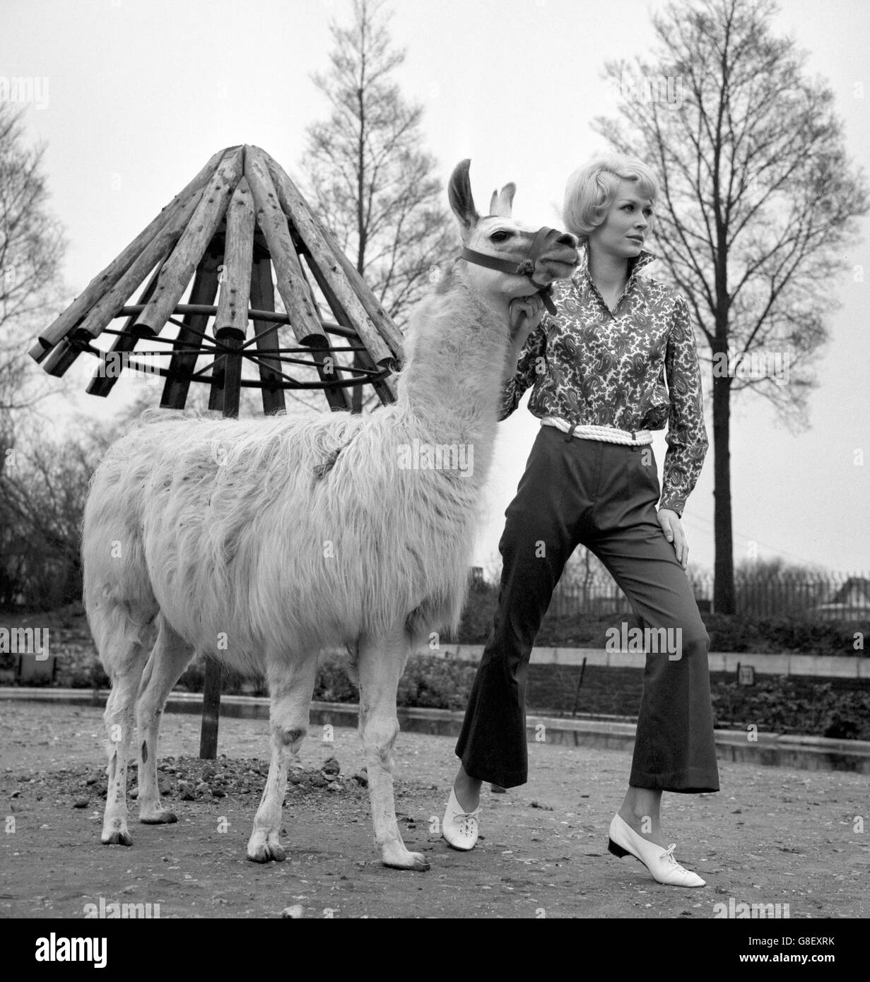 Raccolta Shubette Foto Stock