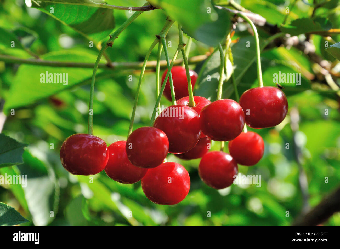 Rosso e ciliegie dolci crescono su di un ramo Foto Stock