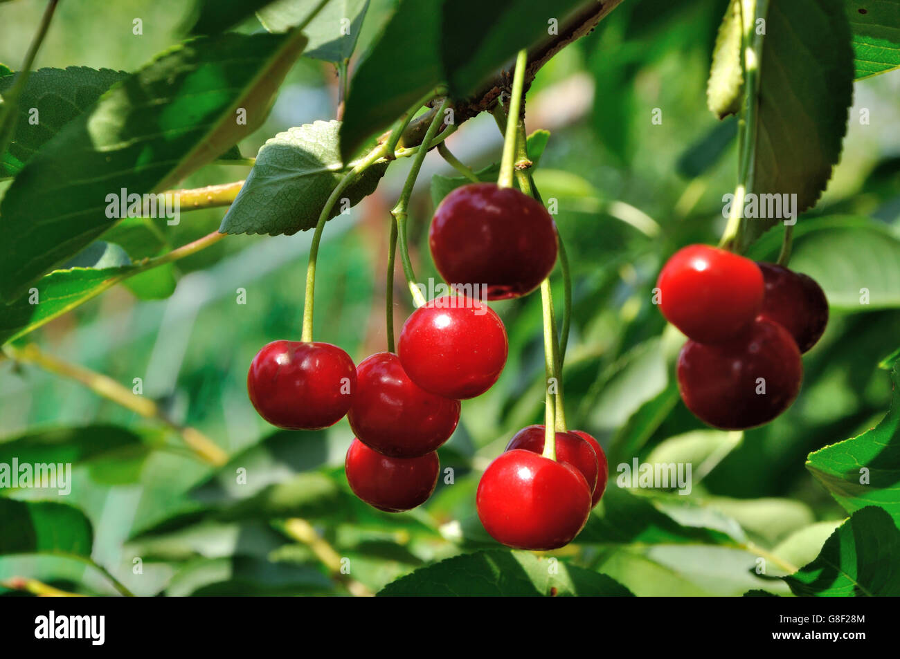 Rosso e ciliegie dolci crescono su di un ramo Foto Stock