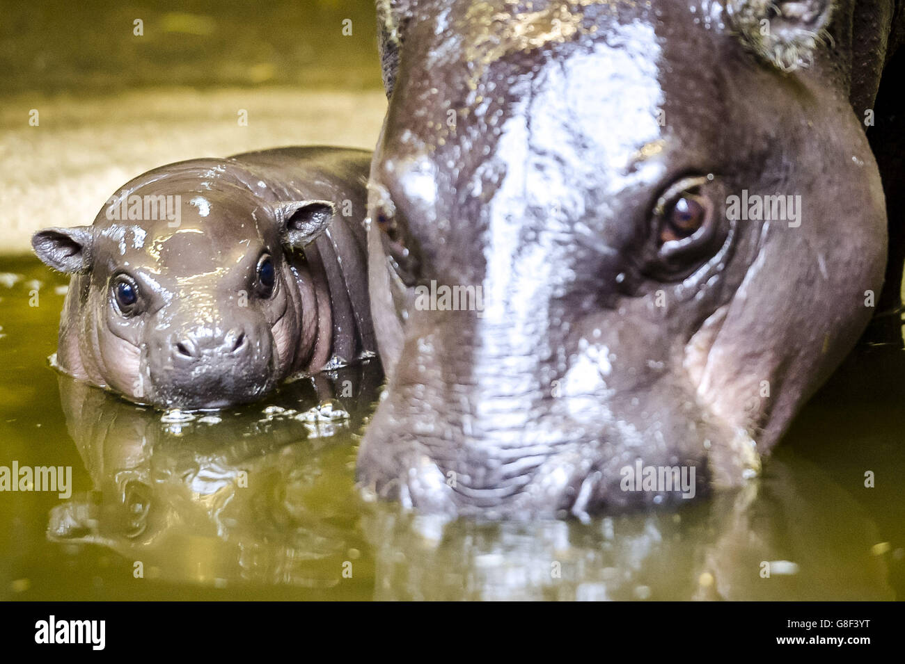 Un bambino di tre settimane ancora senza nome pygmy hippopotamus vitello rimane vicino alla sua madre, Sirana, come esplora la casa ippopotami di Bristol Zoo. Foto Stock