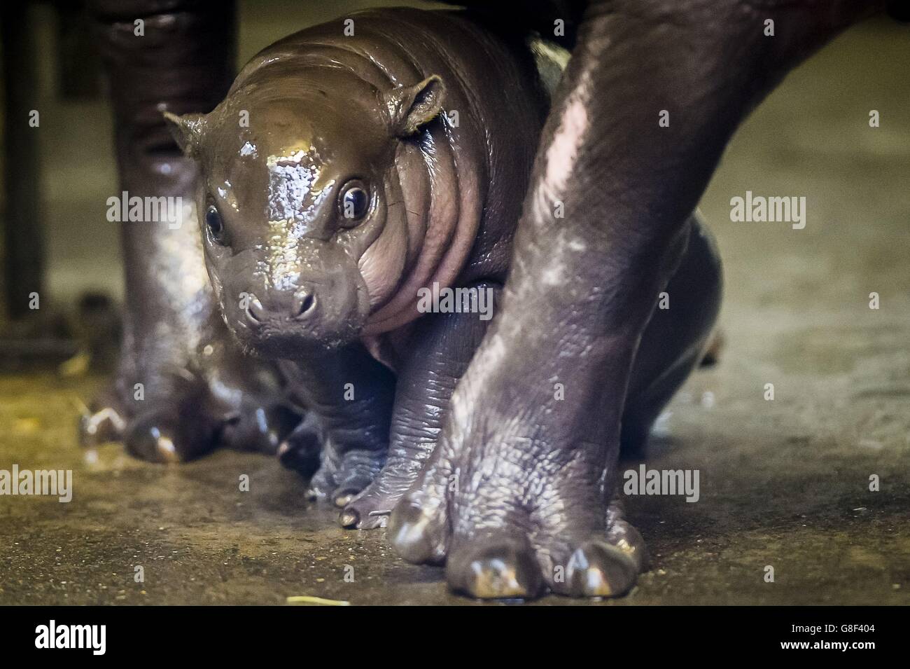 Un bambino di tre settimane ancora senza nome pygmy hippopotamus vitello rimane vicino alla sua madre, Sirana, gambe, mentre esplora la casa ippopotami di Bristol Zoo. Foto Stock