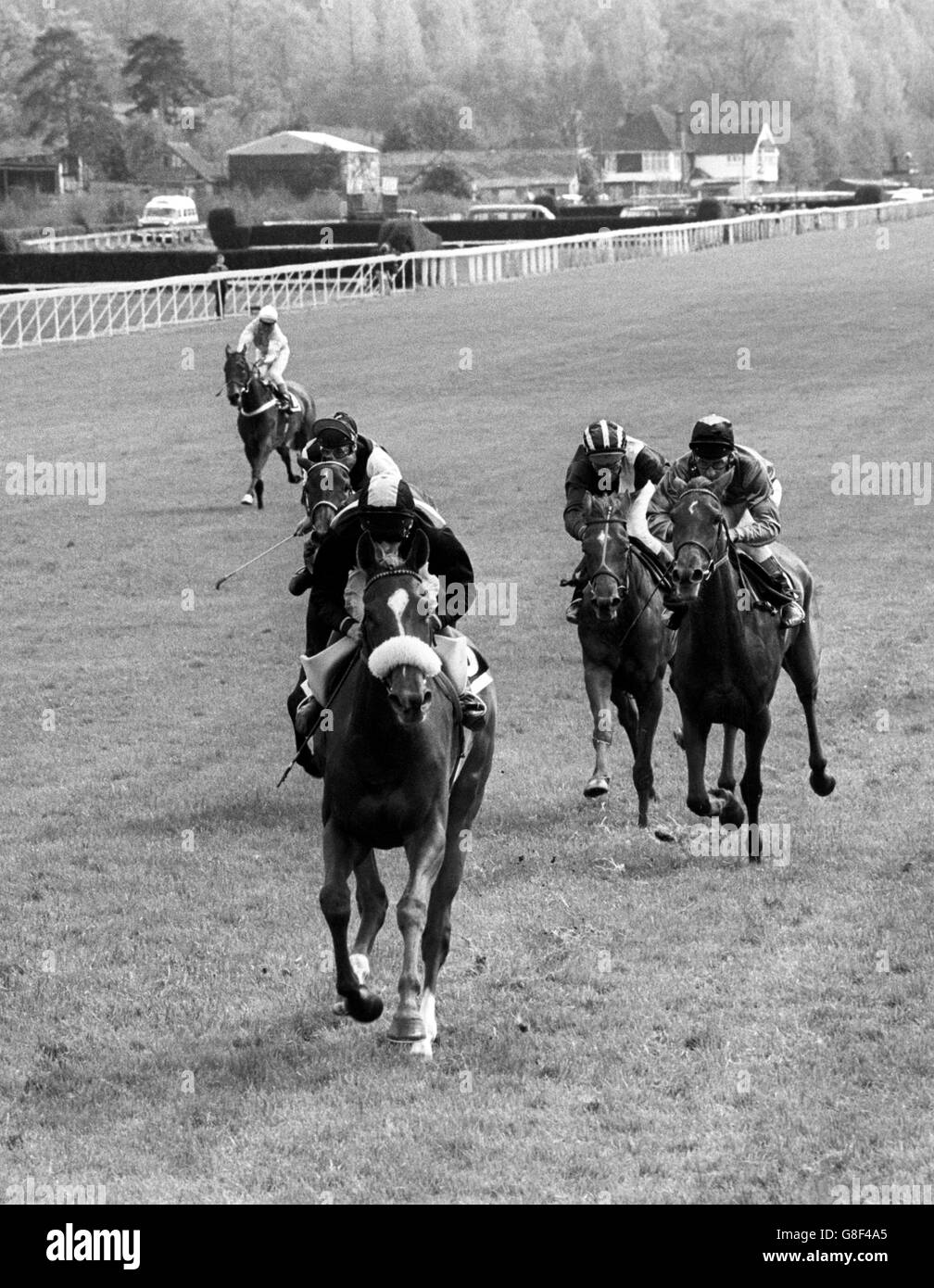 Paul Mellon's Leap Lively, J Matthias up, vincendo i Johnnie Walker Oakes Trial Stakes al Lingfield Park, da Allegretta, Greville Starkey in alto (a destra). Foto Stock