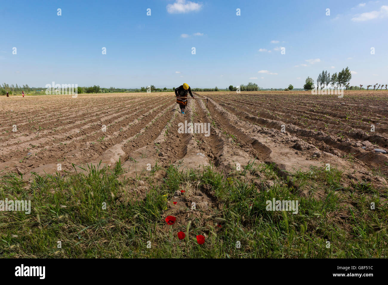 Donna che lavora sul campo e che diserba nella valle di Fertana, Uzbekistan Foto Stock