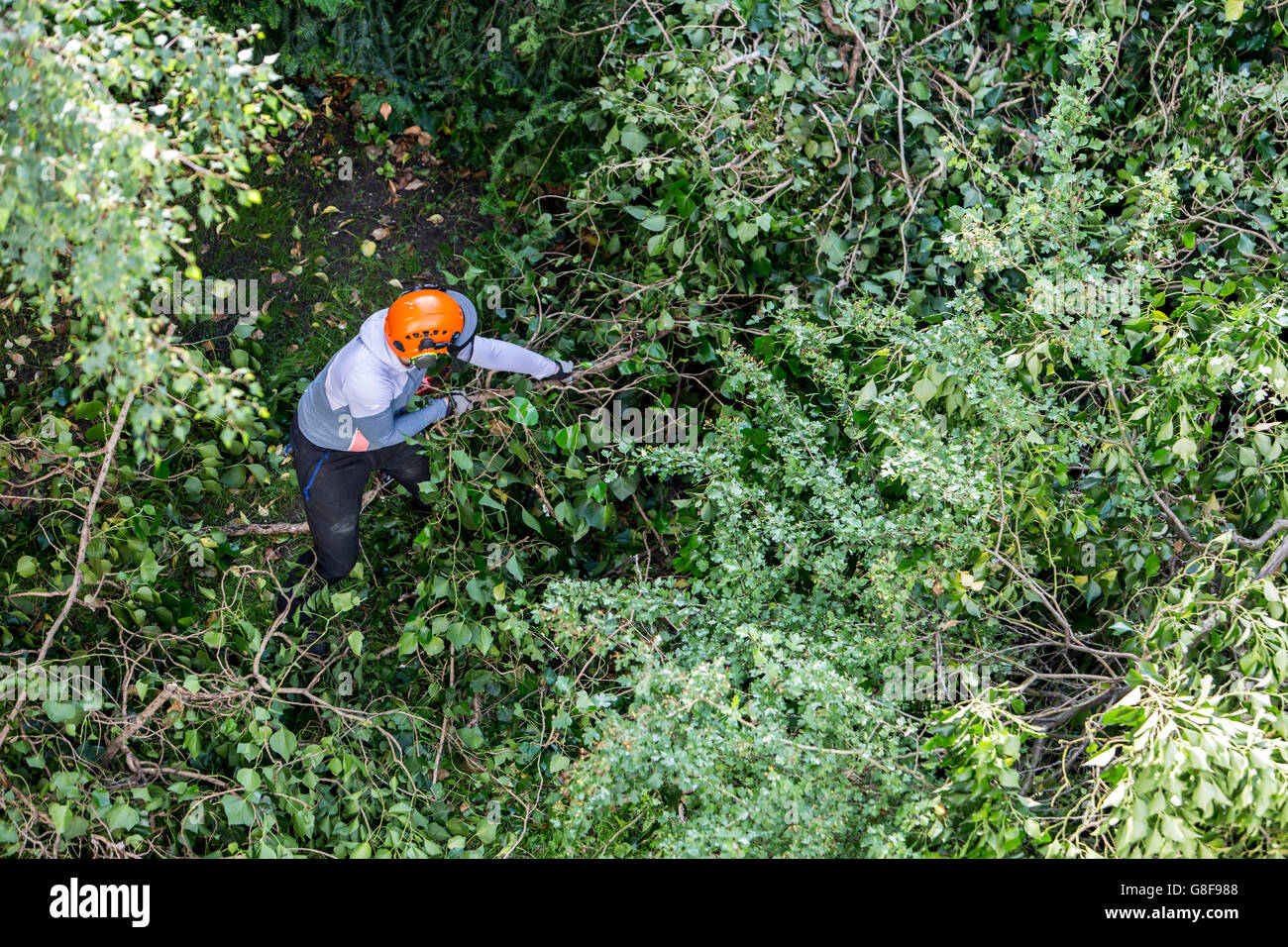 Abbattere un albero, tagliate dal tronco e rami, Foto Stock