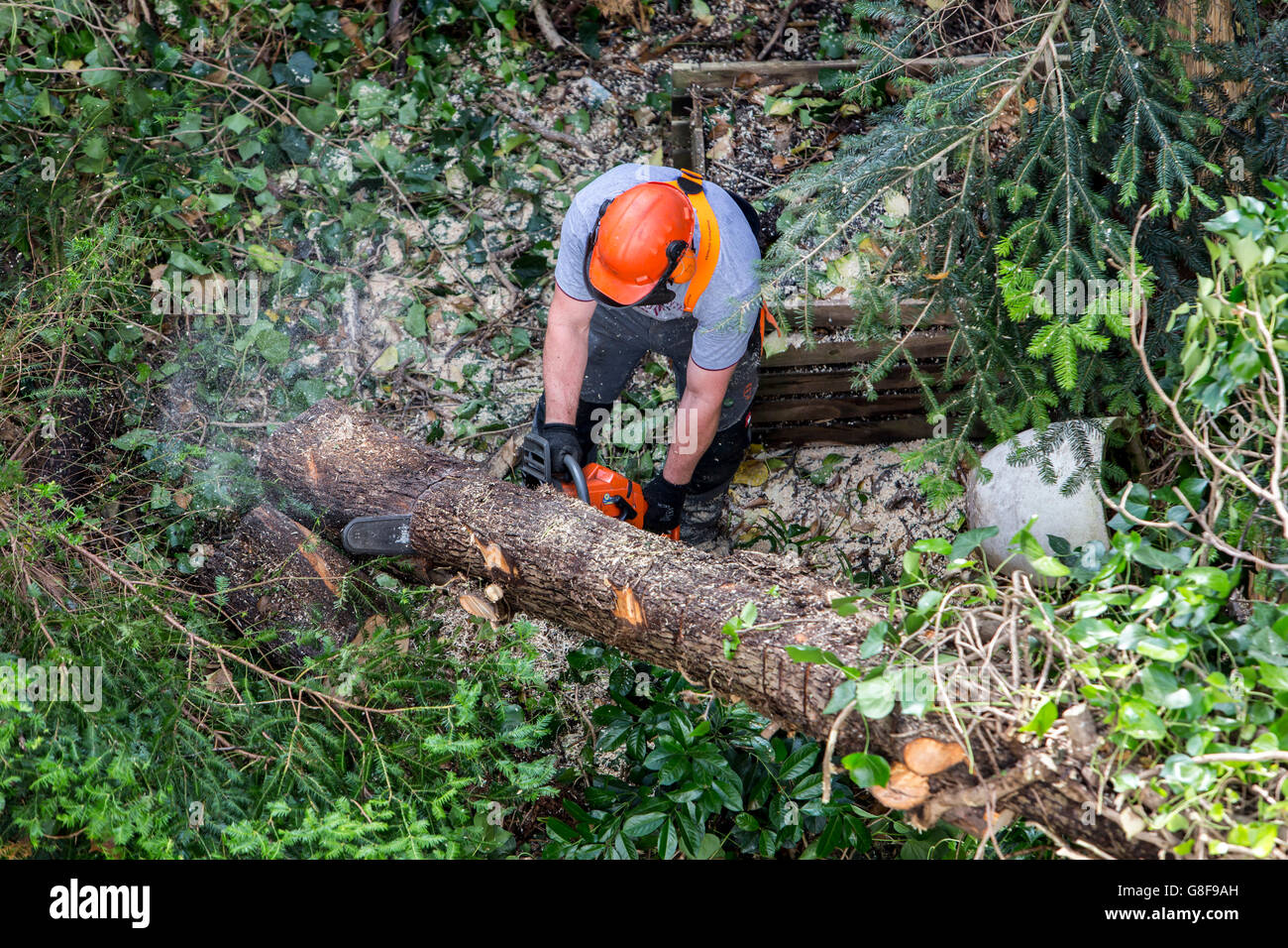 Abbattere un albero, tagliate dal tronco e rami, Foto Stock