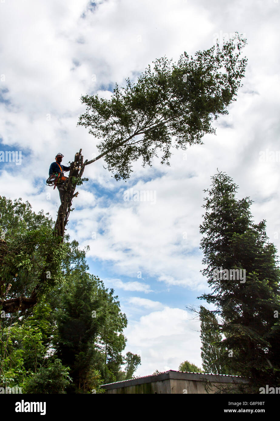 Struttura professionale scalatore di abbattere un albero dalla parte superiore verso il basso Foto Stock