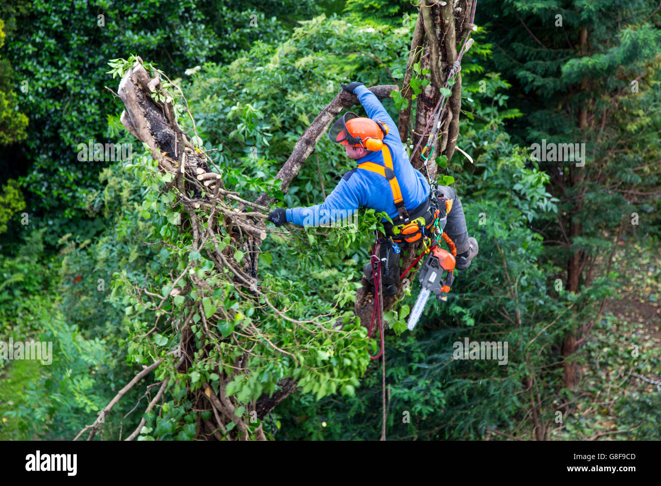 Struttura professionale scalatore di abbattere un albero dalla parte superiore verso il basso Foto Stock