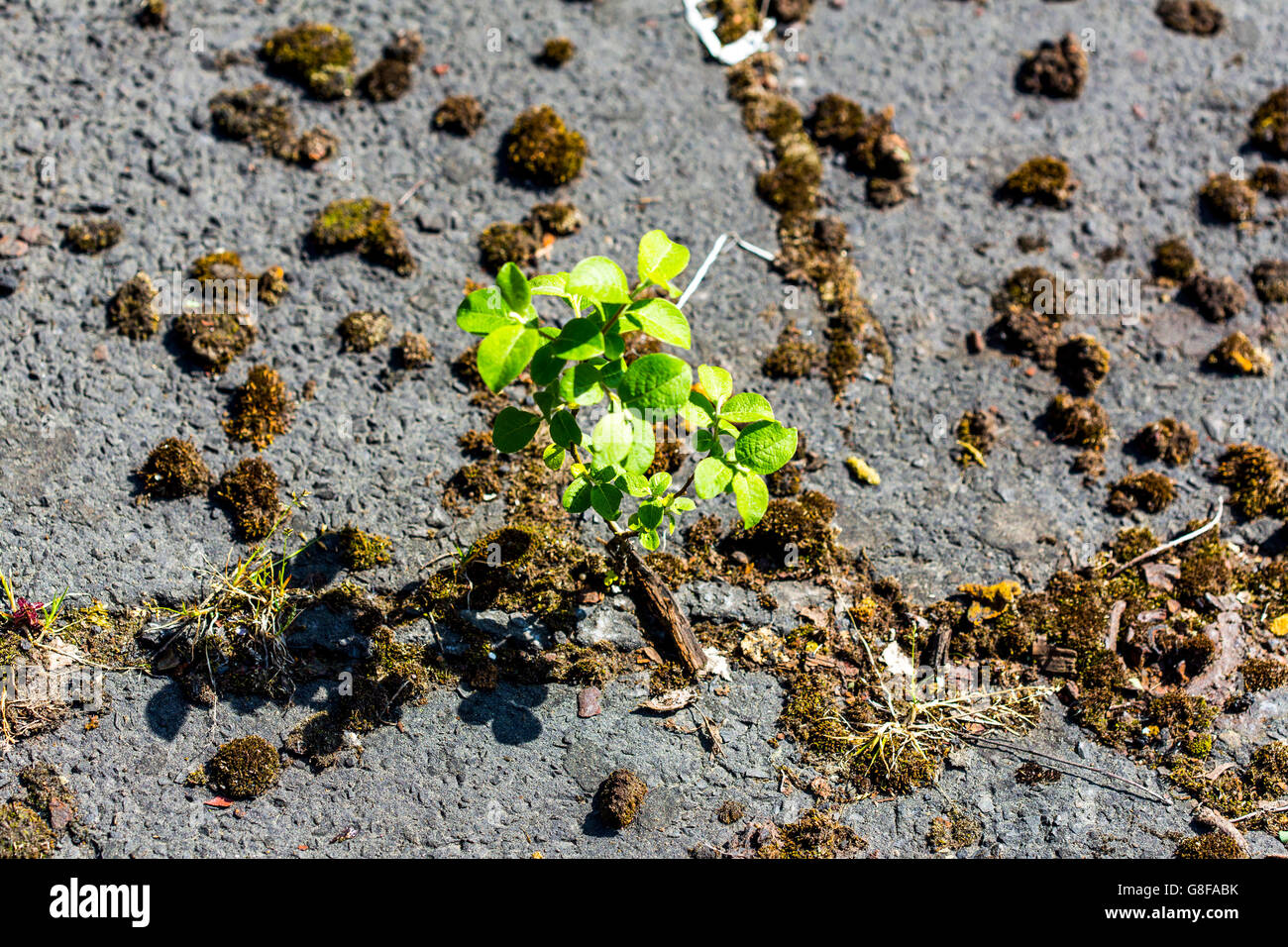 Piante che crescono in un settore industriale, strano, inospitale ambiente, attraverso una fuga di piastrelle di un pavimento Foto Stock