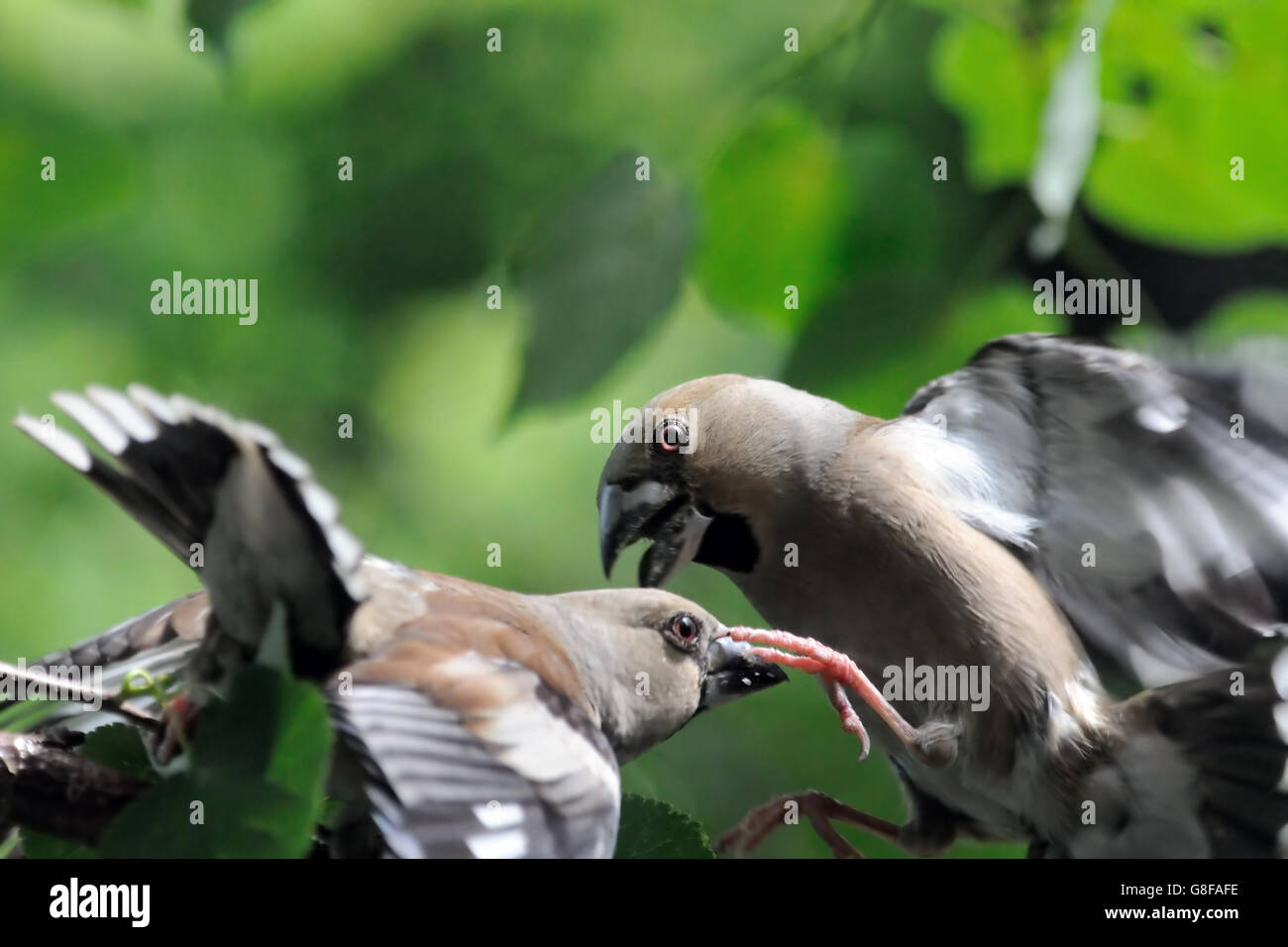 Due femmina hawfinches (Coccothraustes coccothraustes ) battaglia in volo. Regione di Mosca, Russia Foto Stock