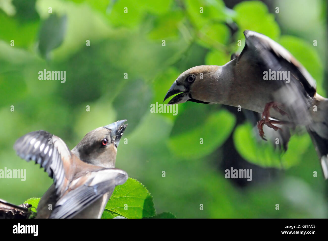 Due femmina hawfinches (Coccothraustes coccothraustes ) battaglia in volo. Regione di Mosca, Russia Foto Stock