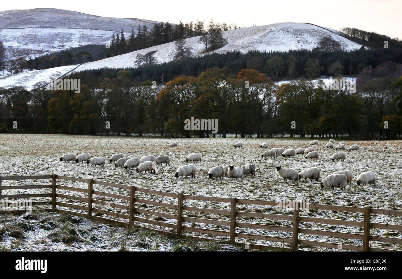 Le pecore pascolano nei pressi di Innerleithen, ai confini scozzesi, mentre alcune parti del Regno Unito hanno visto una raffica di neve mentre la Gran Bretagna si prepara per un fine settimana 'amaramente freddo'. PREMERE ASSOCIAZIONE foto. Data immagine: Sabato 21 novembre 2015. Gli acquazzoni di neve sono stati segnalati in alcune parti della Scozia, del Galles, dell'Inghilterra settentrionale e delle Midlands, mentre il Met Office ha confermato che una banda di pioggia, nevischio e neve aveva lavorato a sud in molte parti del Regno Unito. PREMERE ASSOCIAZIONE foto. Data immagine: Sabato 21 novembre 2015. Vedere PA storia TEMPO freddo. Il credito fotografico dovrebbe essere: David Cheskin/PA Wire Foto Stock