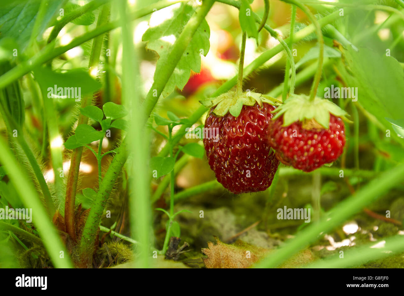 Close up foto di fragole in luce della sera Foto Stock