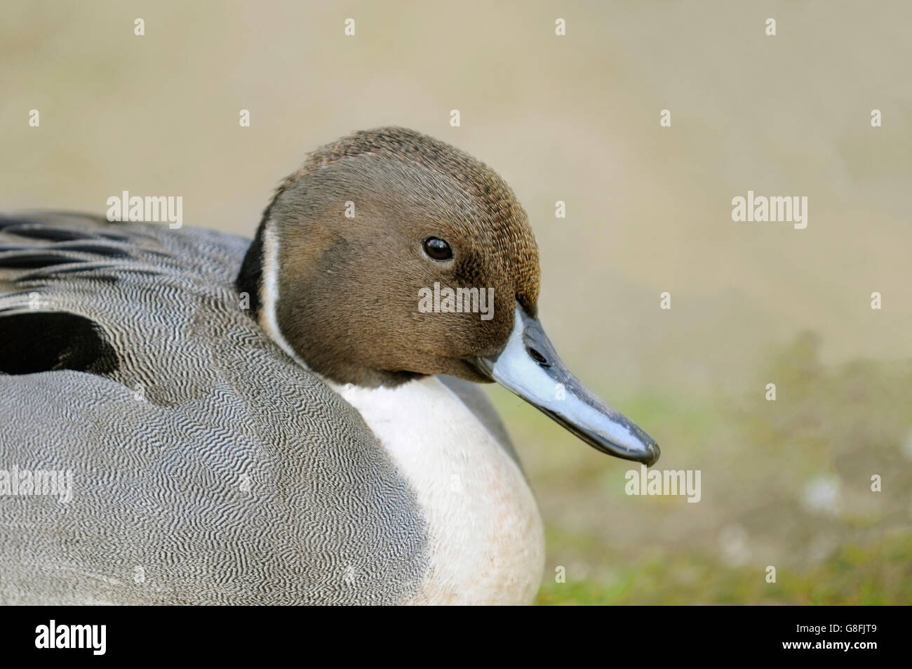 Ritratto orizzontale di un northern pintail, Anas acuta, maschio adulto in appoggio sul terreno. Foto Stock