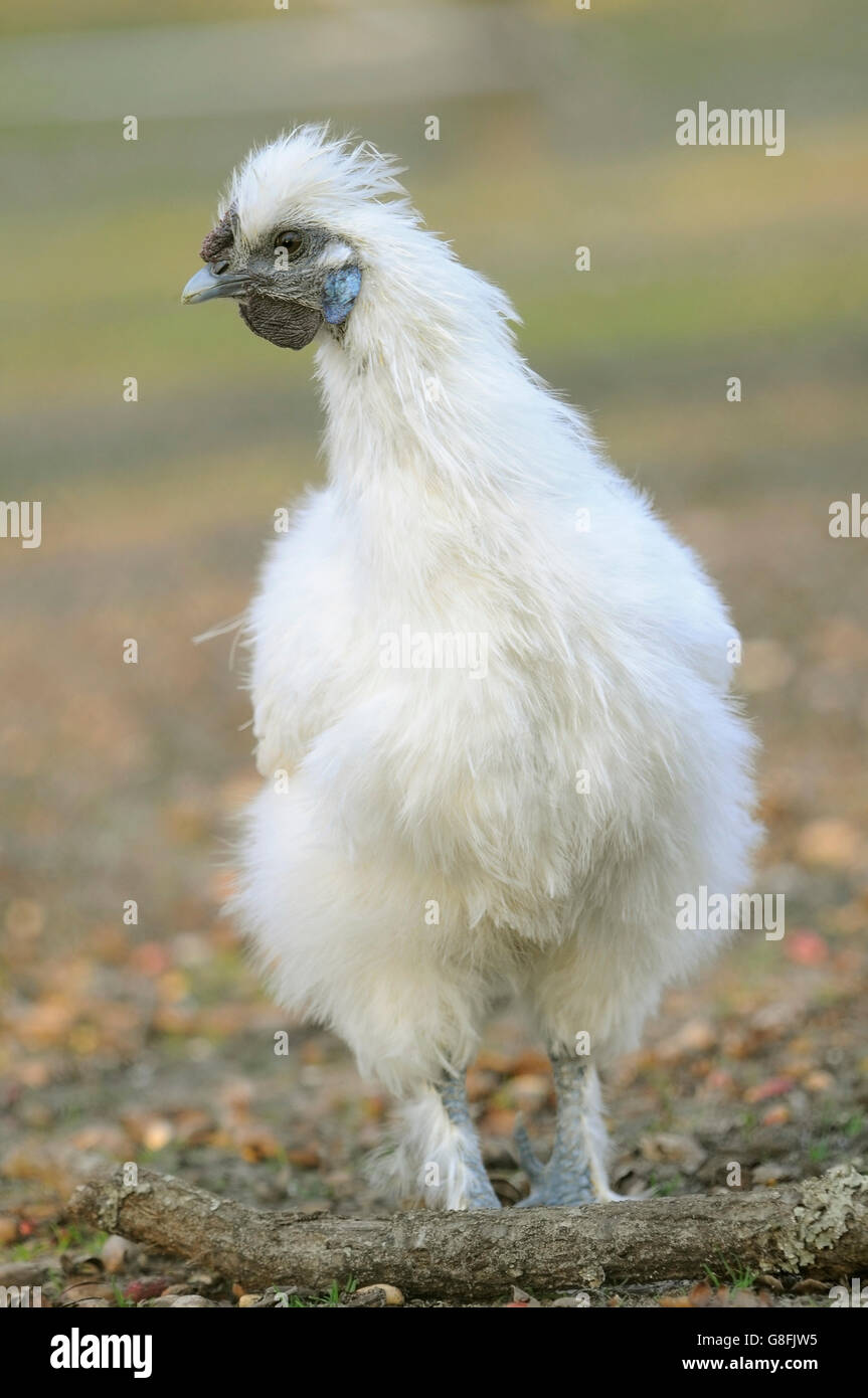 Ritratto verticale di adulto di sesso femminile di silkie, Gallus gallus, camminando sulla terra. Foto Stock