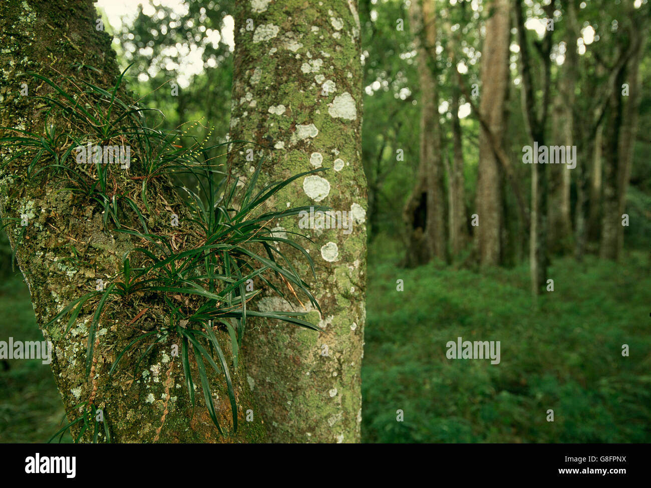 Foresta, Woody Cape Riserva Naturale, Alessandria, Capo orientale, Sud Africani. Foto Stock