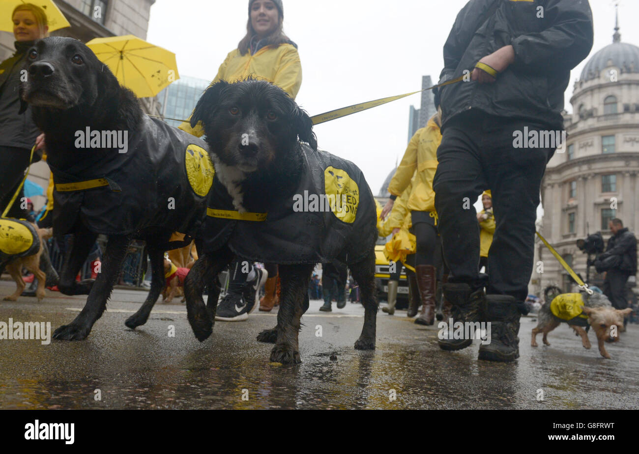 I partecipanti del Dog's Trust prendono parte all'800° Lord Mayor's show di Londra. Foto Stock