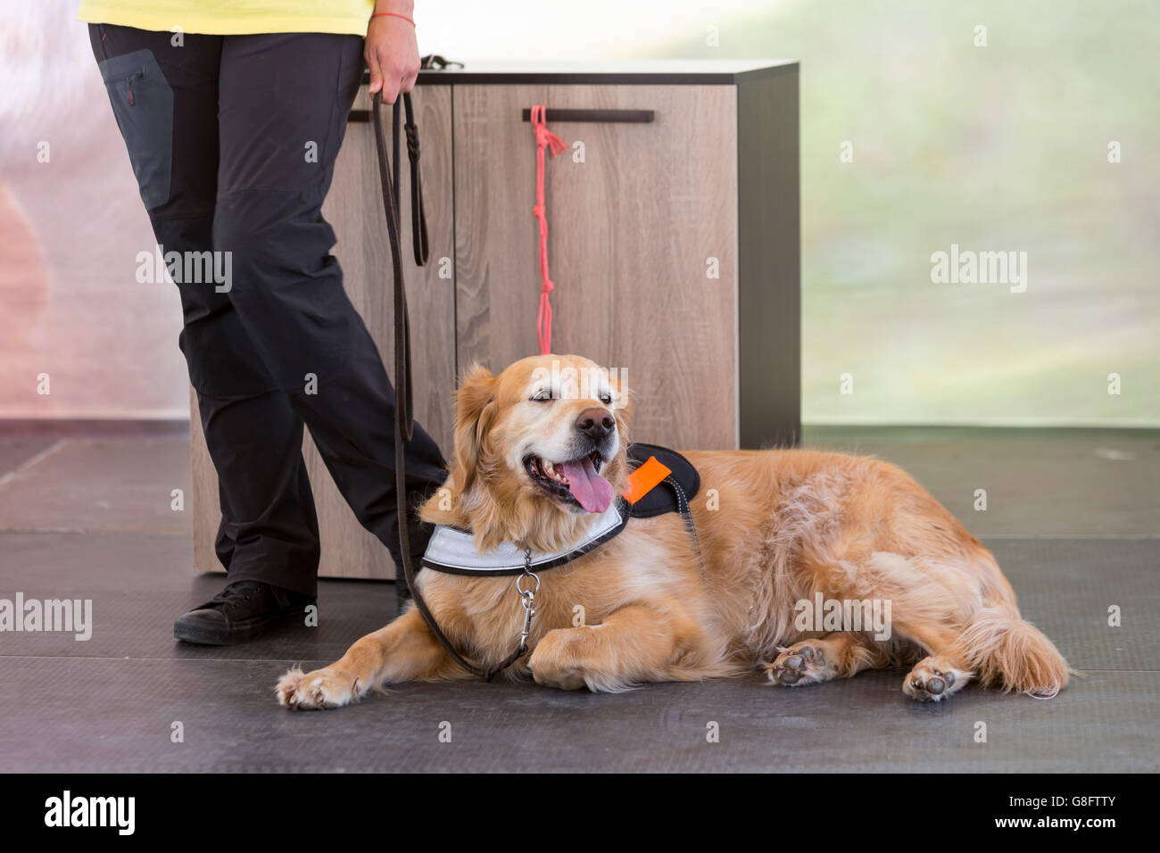 Un cane di assistenza è stato addestrato ad aiuti o assistere una persona con una disabilità. Molti sono stati addestrati da un cane di assistenza organizatio Foto Stock