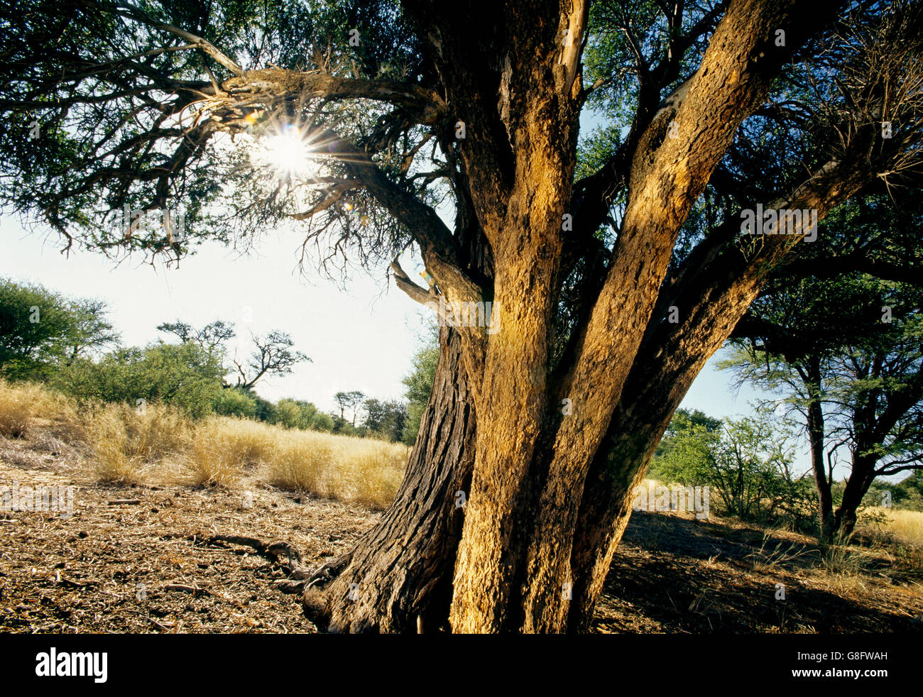 Albero, scena del Kalahari, Sud Africa. Foto Stock