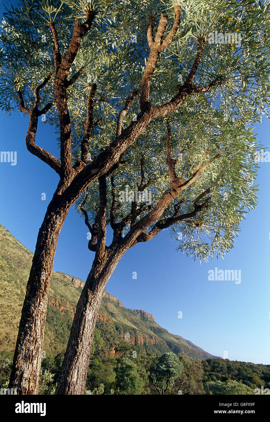 Mountain Cabbage Tree (Kiepersol), Sud Africa. Foto Stock