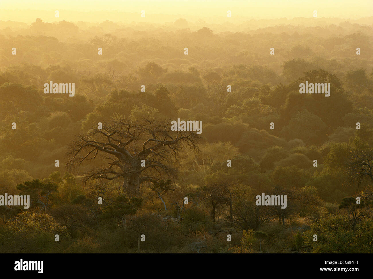 Foreste nelle acque del fiume Limpopo Valley, Mapungubwe, Provincia di Limpopo, Sud Africa. Foto Stock